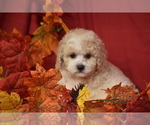 Pal - Male Bichpoo Puppy for Sale - Photo #2