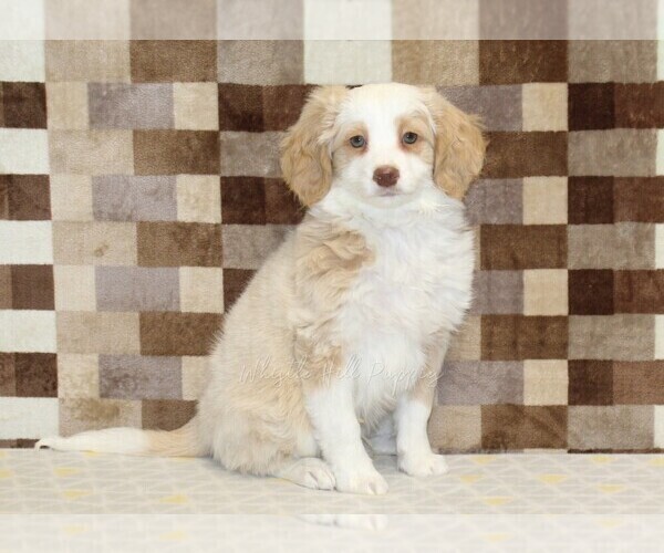 Medium Photo #4 Bernedoodle (Miniature) Puppy For Sale in DENVER, PA, USA