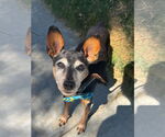 Small #1 Miniature Pinscher