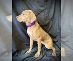 Small #2 Black Mouth Cur-Catahoula Leopard Dog Mix
