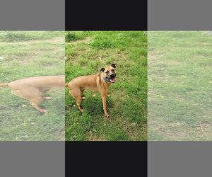 Brownie - Male Black Mouth Cur-Unknown Mix Dog for Adoption - Photo #3