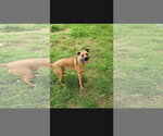 Small Photo #3 Black Mouth Cur-Unknown Mix Puppy For Sale in Orange Grove, TX, USA