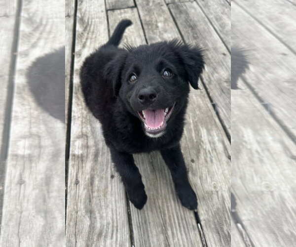 Medium Photo #4 Aussiedor Puppy For Sale in Germantown, OH, USA