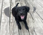 Small #3 Aussiedor