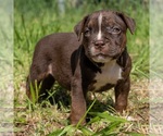 Small Photo #3 American Bully Puppy For Sale in JURUPA VALLEY, CA, USA