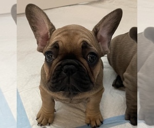 Medium French Bulldog