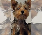 Small Photo #7 Yorkshire Terrier Puppy For Sale in HUDDLESTON, VA, USA