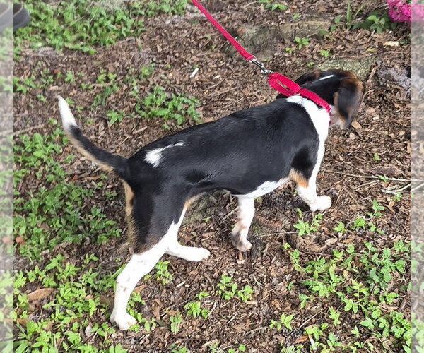 Medium Photo #10 Beagle Puppy For Sale in Dunnellon, FL, USA
