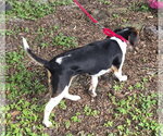 Small #9 Beagle