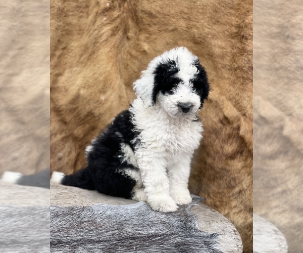 Medium Photo #3 F2 Aussiedoodle Puppy For Sale in WESLEY CHAPEL, FL, USA