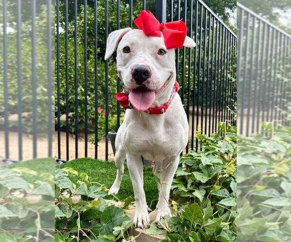 Medium Photo #1 American Pit Bull Terrier-Unknown Mix Puppy For Sale in Redlands, CA, USA