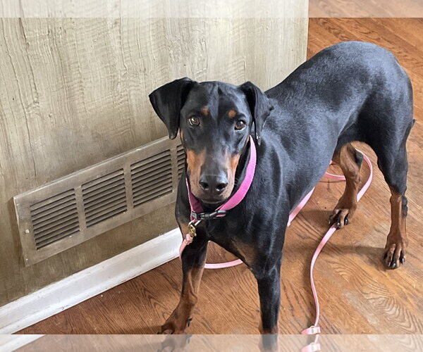 Medium Photo #12 Doberman Pinscher Puppy For Sale in Minneaoplis, MN, USA