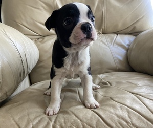 Boston Terrier Puppy for sale in CHARLOTTESVILLE, VA, USA