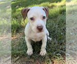 Small #1 Staffordshire Bull Terrier Mix