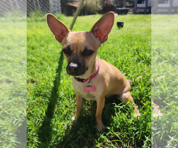 Medium Photo #1 Chiweenie Puppy For Sale in Chandler, AZ, USA