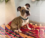 Small Bullboxer Pit