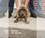 Small Photo #10 Plott Hound Puppy For Sale in MIDVALE, UT, USA