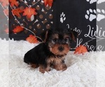 Small #3 Yorkshire Terrier
