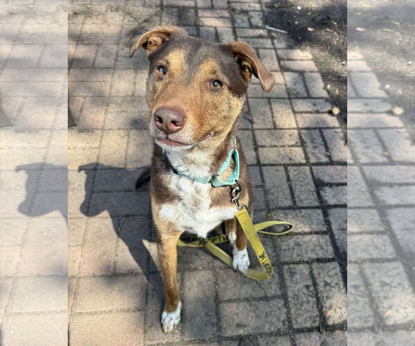 Medium Photo #7 Mutt Puppy For Sale in Farmington, MN, USA