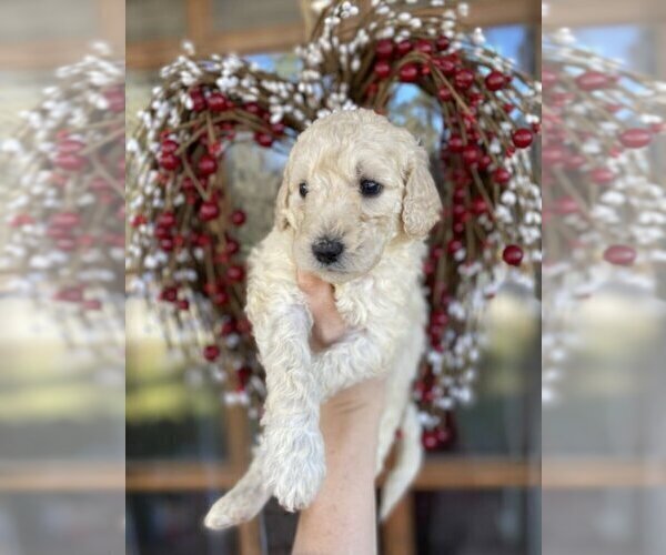Medium Photo #1 Goldendoodle Puppy For Sale in ZEBULON, NC, USA