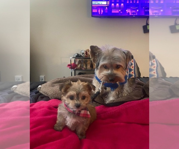 Medium Photo #3 Morkie Puppy For Sale in ARLINGTON, TX, USA