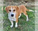 Small Photo #3 Beagle-Unknown Mix Puppy For Sale in Batavia, OH, USA