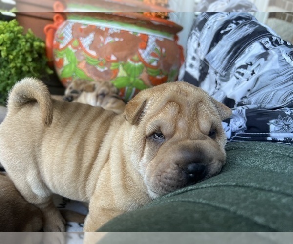 Medium Photo #4 Chinese Shar-Pei Puppy For Sale in FORT WORTH, TX, USA
