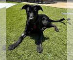 Small #1 Labrador Retriever Mix