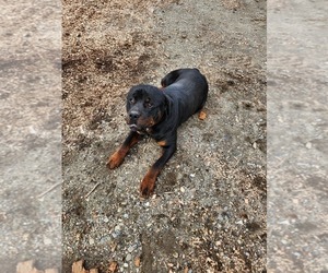 Father of the Rottweiler puppies born on 04/19/2025