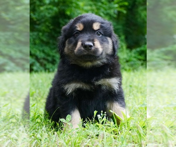 Medium Photo #2 Australian Shepherd Puppy For Sale in WARSAW, IN, USA