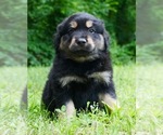Small Photo #2 Australian Shepherd Puppy For Sale in WARSAW, IN, USA