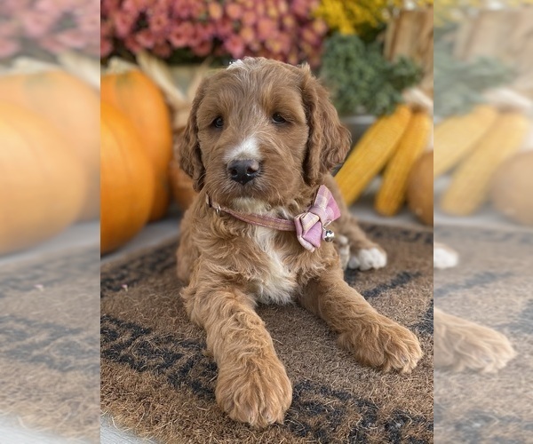 Medium Photo #11 Irish Doodle Puppy For Sale in WOOSTER, OH, USA