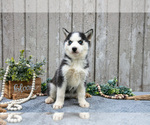 Small Photo #15 Siberian Husky Puppy For Sale in LANCASTER, PA, USA
