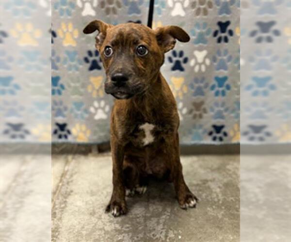 Medium Photo #1 Labrador Retriever-Unknown Mix Puppy For Sale in Rosenberg, TX, USA