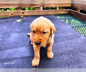 Golden Retriever Puppy for sale in LEON, KS, USA