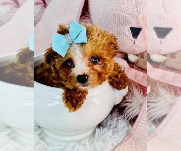 Medium Photo #24 Poodle (Toy) Puppy For Sale in THONOTOSASSA, FL, USA