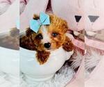 Small #23 Poodle (Toy)