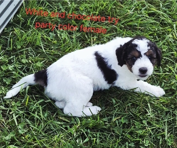 Medium Photo #11 Bernedoodle (Miniature) (+ Poodle Miniature) Puppy For Sale in DETROIT, MI, USA