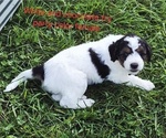 Small Photo #11 Bernedoodle (Miniature) (+ Poodle Miniature) Puppy For Sale in DETROIT, MI, USA