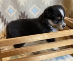 Small #6 Shel-Aussie