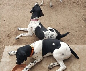 German Shorthaired Pointer Puppy for Sale in GREELEY, Colorado USA