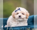 Small #2 Maltipoo (Miniature)