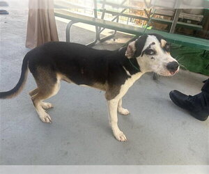 Labrador Retriever Dogs for adoption in Houston, TX, USA