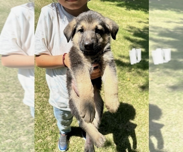 Medium Photo #1 German Shepherd Dog Puppy For Sale in WILMINGTON, IL, USA