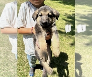 German Shepherd Dog Puppy for sale in WILMINGTON, IL, USA