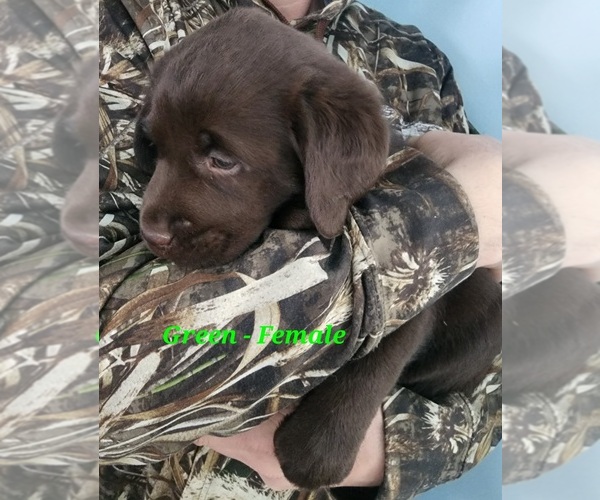 Medium Photo #4 Labrador Retriever Puppy For Sale in CASHTON, WI, USA