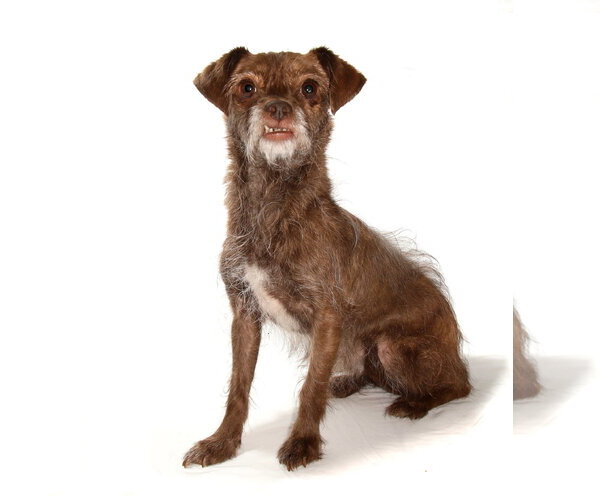 Medium Photo #3 Poodle (Toy)-Unknown Mix Puppy For Sale in Oakland Park, FL, USA