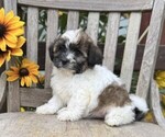 Small #2 Shih Tzu