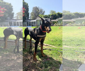 Tootsie - Female Doberman Pinscher Dog for Adoption - Photo #4