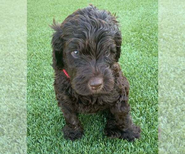 Medium Photo #5 Labradoodle Puppy For Sale in THE VILLAGES, FL, USA